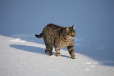 Kahverengi Tekir Kedi, Karda Yürüyen Kadın, Normandiya  