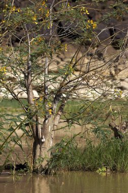 Balsa Ağacı, Aeschynomene elaphroxylon, Kenya 'daki Baringo Gölü' nde ağaçlar 