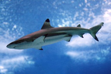 Siyah uçlu resif köpekbalığı, Carcharhinus melanopterus  