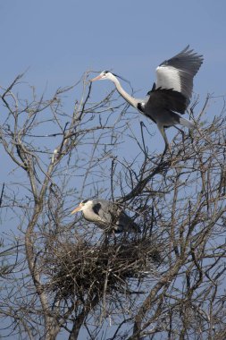 Gri Heron, Ardea Cinerea, Yetişkin Uçuşu, Yuva 'ya iniş, Fransa' nın güneyinde Camargue  