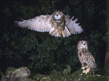 Avrupa Kartalı Baykuşu, Bubo Bubo, Uçan Yetişkin  