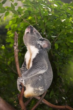 Koala, phascolarctos cinereus, Branch 'ın üzerinde duran erkek,  