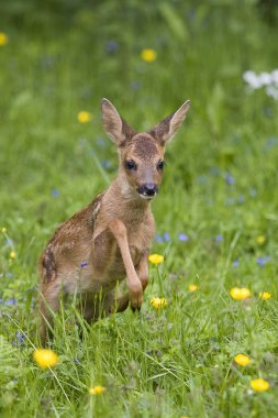 Roe Deer, capreolus capreolus, Fawn with Flowers, Normandy 