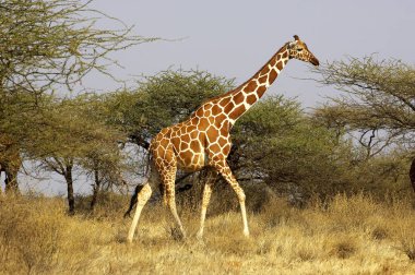 Tekrarlanan zürafa, zürafa camelopardalis reticulata, Acacias ağaçlarında yürüyen yetişkin, Kenya Samburu Parkı  