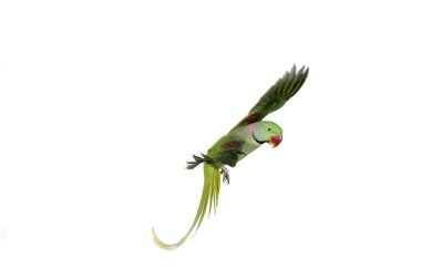 Alexandrine Muhabbet Kuşu, Psittacula Eupatria, Yetişkin Beyazlara Karşı Uçuyor 