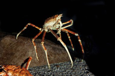 Japanese Spider Crab or Giant Spider Crab, macrocheira kaempferi, Adult  clipart