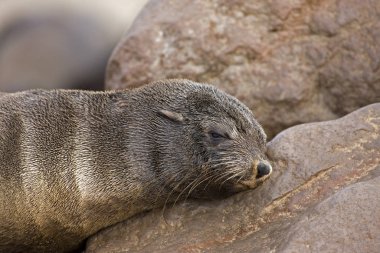 Güney Afrika Kürk Mührü, Arctocephalus pusillus, Kadın Uyuyan, Namibya 'da Cape Cross  