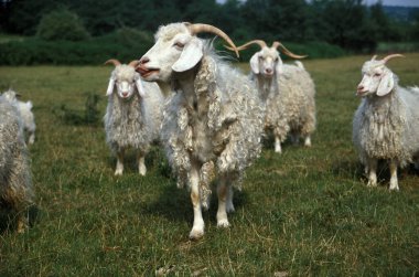 Angora Keçisi, Tüylü Yün Üreten Üretici  
