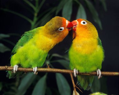 Fischer 's Lovebird, agapornis fischeri, Branch' ın üzerinde duran yetişkinler.  