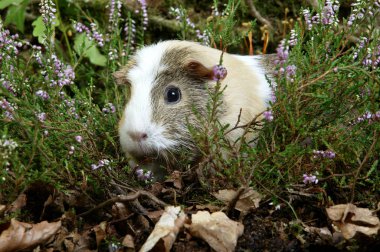 Gine domuzu, cavia porcellus, Yetişkin beyaz ısıtıcılar.  