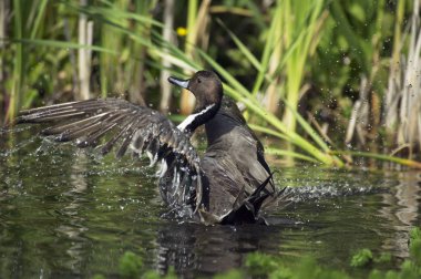 Kuzey Pintail, anas acuta, Erişkin Kanat çırpan Rüzgarlar Gölette, Normandiya  