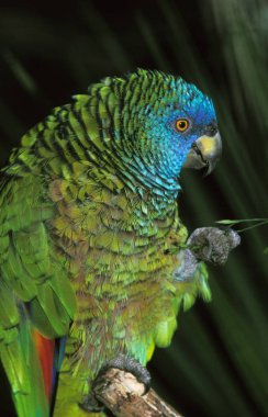 Aziz Lucia Papağanı, amazona versicolor, Yetişkin otları yiyen  