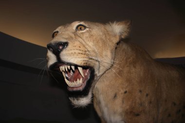 Scimitar Cat, homoyum serumu, Saber Toothed Cat 10 bin yıl önce Kanada 'daki Beringie Müzesi' nde kayboldu.  