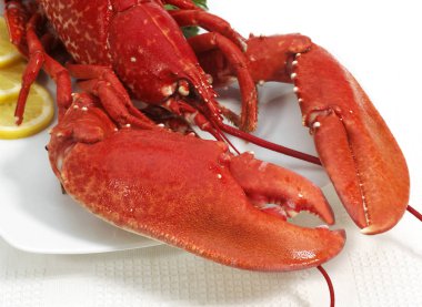 Istakoz, homarus gammarus, Kaynamış Kabuklu Beyaz Arkaplan 'a karşı   