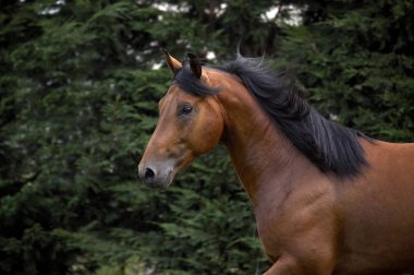 Appaloosa Atı Paddock 'ta duruyor.  