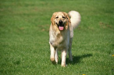 Hovawart Köpeği, Çimlerin üzerinde duran Yetişkin  