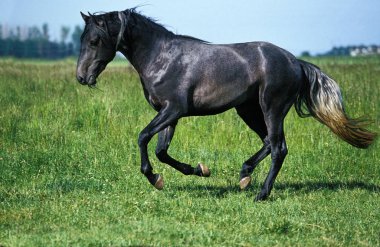 Lusitano Atı, Yetişkin Dörtnala Çayırda  