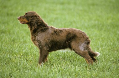 Picardy Spaniel Köpek, Yetişkin Köpek Tarlada  