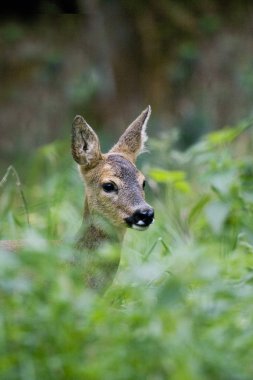 Roe Deer, capreolus capreolus, Long Grass, Normandiya 'da duran kadın.  