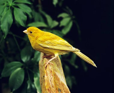 Isabella Kanarya, Serinus Kanarya, Taşın üzerinde duran Yetişkin  
