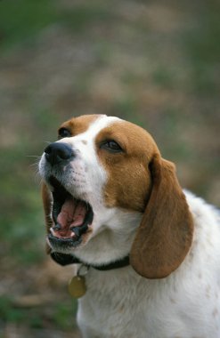 Köpek havlıyor portresi 