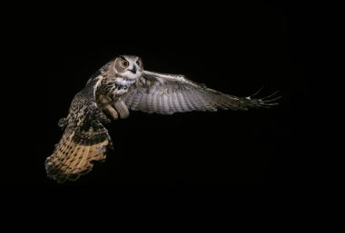 European Eagle Owl, asio otus, Adult in Flight   clipart