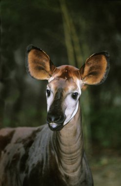Okapi, okapia johnstoni, Yetişkin Portresi  