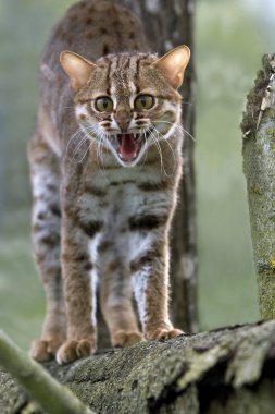 Paslı Benekli Kedi, Prionailurus Rubiginosus, Yetişkin Hırıltısı  