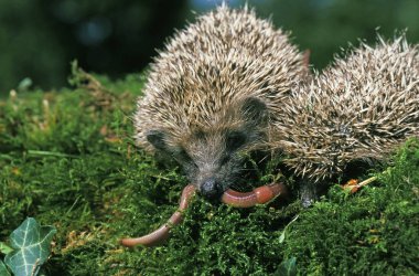 European Hedgehog, erinaceus europaeus, Adults eating Earthworm, Normandy   clipart