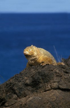Galapagos kara iguanası, conolophus subcristatus, Kayalıklarda duran yetişkin, Galapagos Adaları  