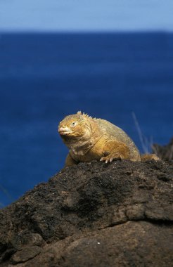 Galapagos Land Iguana, conolophus subcristatus, Adult standing on Rocks, Galapagos Islands   clipart