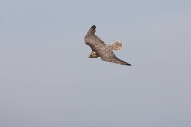 Saker Falcon, Falco cherrug, Blue Sky 'a karşı Uçan Yetişkin  