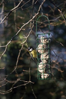 Great Tit, parus major, Adult standing on Trough, Normandy  
