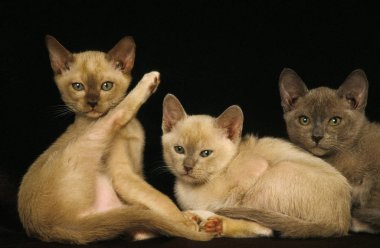 Çikolata Birmanya ve Zibeline Birman Evcil Kedisi, Kedi Yavruları Kara Arkaplan 'a Karşı  