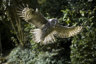Great Grey Owl, strix nebulosa, Adult in Flight   clipart