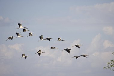 Wood Stork, Mycteria Americana, Uçuş Grubu, Los Lianos Venezuela 