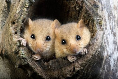 Fındık faresi, muskardinus avellanarius, Yuva girişinde duran çift, Normandiya  