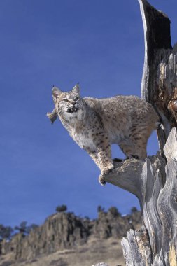 Vaşak, vaşak Rufus, Yetişkin Ağaçta duruyor Blue Sky, Kanada 'ya karşı  