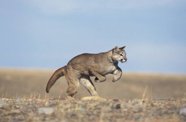Cougar, puma concolor, Yetişkin Run, Montana  