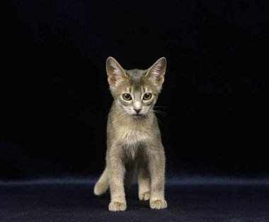 Mavi Habeşistan Evcil Kedisi, Kara Arkaplan 'a karşı duran Kedicik  