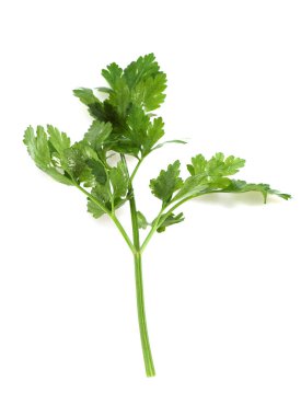 Düz Yapraklı Maydanoz, petroselinyum gevrek, Beyaz Arkaplan 'a karşı Aromatik Bitki 