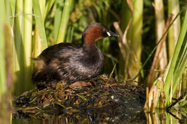Küçük Grebe, taşibaptus ruficollis, Yetişkin Yuvası, Normandiya 'daki Gölet 