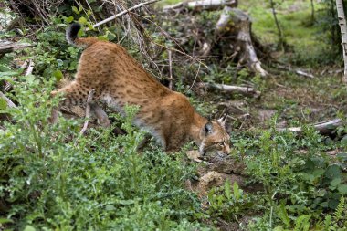 Sibiryalı Lynx, vaşak vaşağı, yetişkin yürüyüşü.  