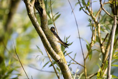 Barn Swallow, hirundo rustica, Yetişkin Dalı, Normandiya  