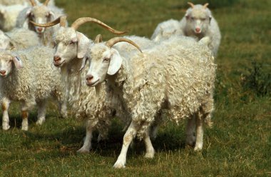 Angora Keçisi, Tüylü Yün Üreten Üretici  