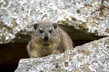 Rock Hyrax veya Cape Hyrax, procavia capensis, Kayaların üzerinde duran yetişkin, Kenya 'daki Hell' s Gate Park  