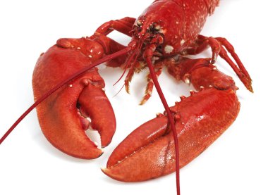 Istakoz, homarus gammarus, Kaynamış Kabuklu Beyaz Arkaplan 'a karşı   