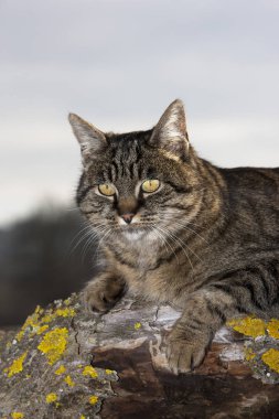 Kahverengi Tekir Kedi, Kadın Branch, Normandiya 'da duruyor  