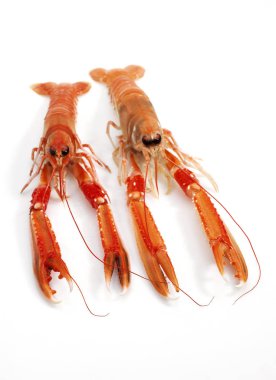 Dublin Körfezi Karidesi veya Norveç Istakozu veya Scampi, Nefrops norvegicus, Kabuklu 'ya karşı Beyaz Arkaplan  