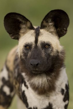 Afrika Vahşi Köpeği, Lycaon Pictus, Yetişkin Portresi, Namibya  